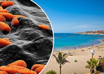 Teneriffa Meer Fäkalien