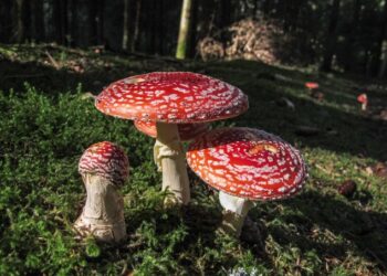 Fliegenpilz Qualitätstest