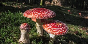 Fliegenpilz Qualitätstest