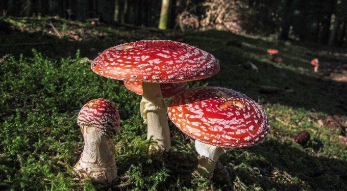 Fliegenpilz Qualitätstest