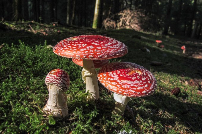 Fliegenpilz Qualitätstest